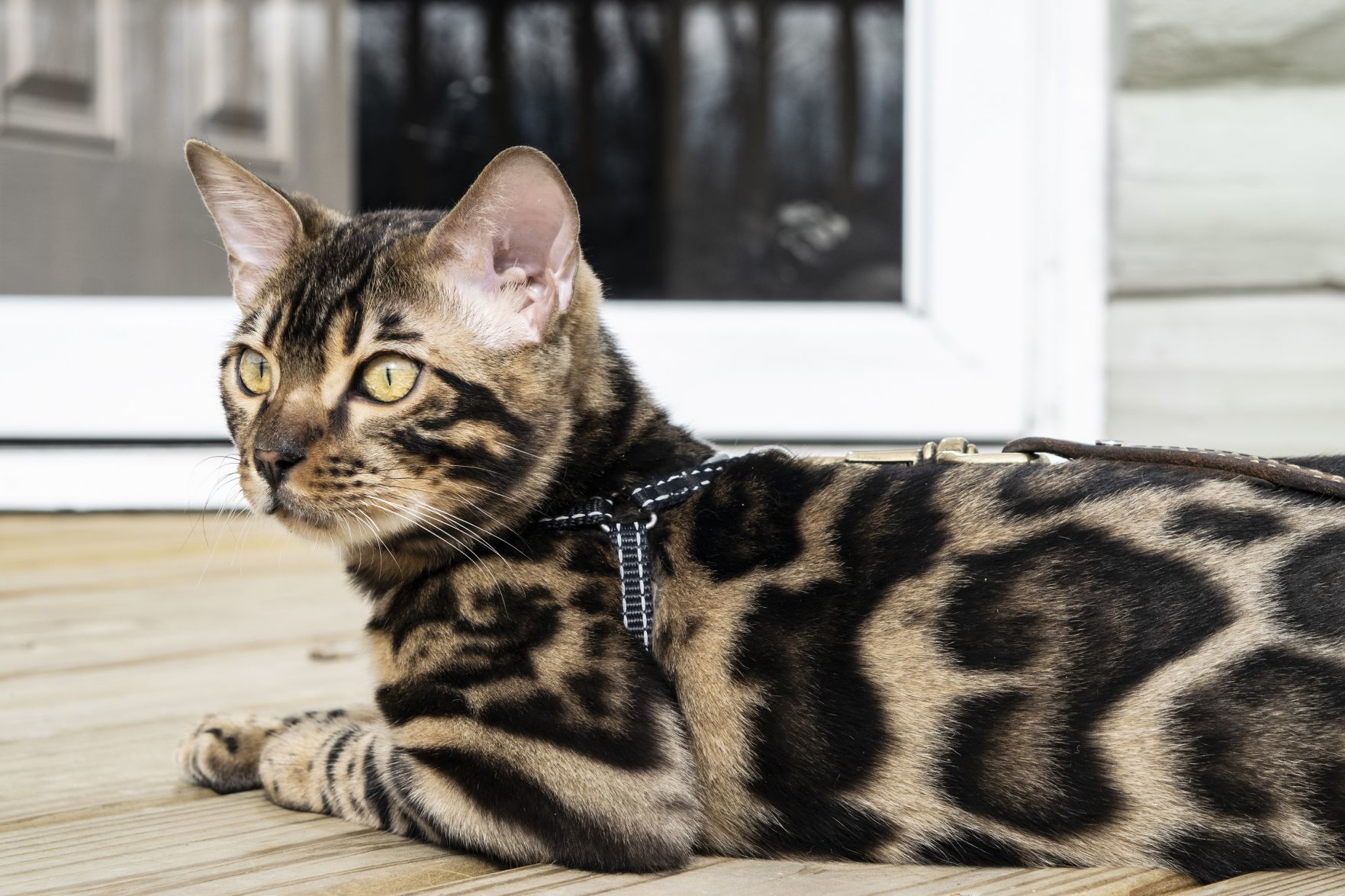 070719-blm-loc-4exotics